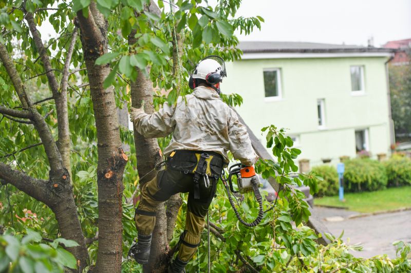 Arborist Pruning in Reno, NV