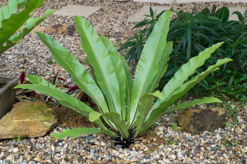 Pea Gravel Service detail