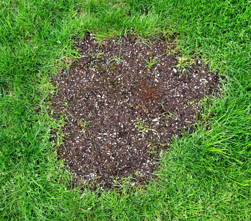 Grass Patching in Honolulu, HI