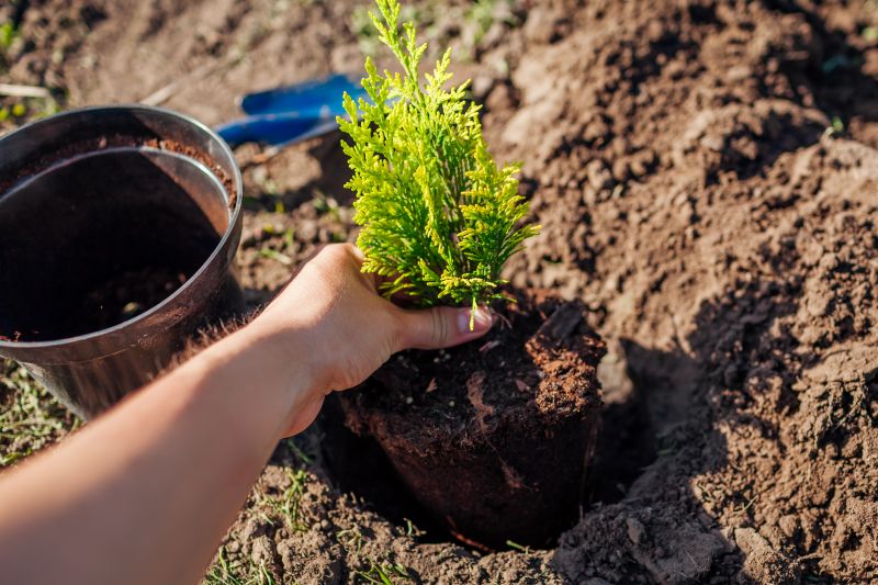 Orchard Planting in Ventura County, CA